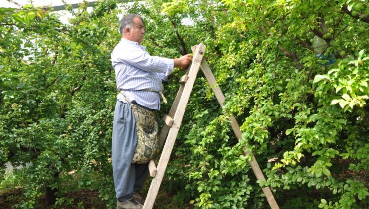 Hasadı başlar başlamaz fiyatı 20 kat düştü