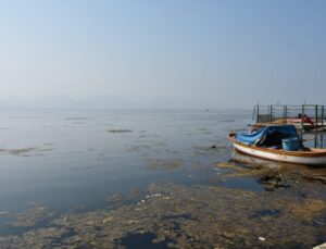 İzmir Körfezi’ni deniz marulu kapladı