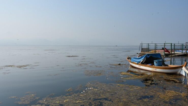 İzmir Körfezi’ni deniz marulu kapladı