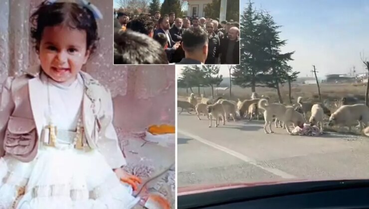 Karatay’da mahalleli böyle isyan etti: Önlem alınmazsa köpekleri biz öldüreceğiz