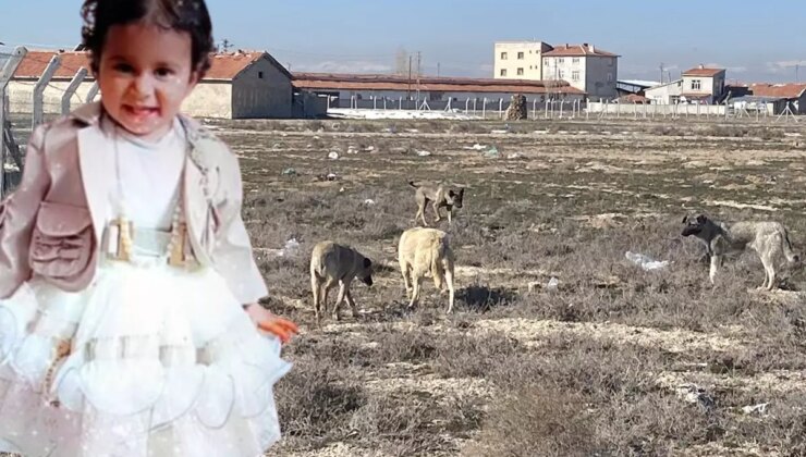 Rana’nın başıboş köpek saldırında ölmesine ilişkin 2 müfettiş Konya’da
