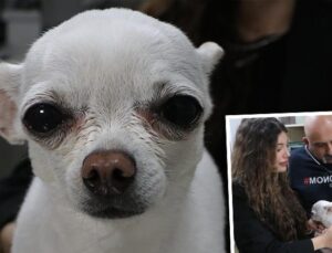 Sahibi artık uyku uyuyamaz hale gelmişti… Ameliyat olan köpek sağlığına kavuştu