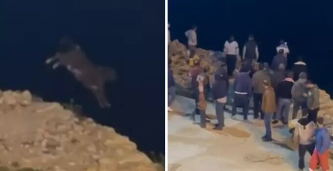 Sevk sırasında kaçan angus denize balıklama atladı