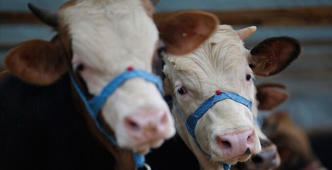 Bayram öncesi kurbanlık fiyatları belli oldu
