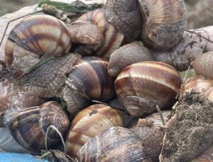 Doğadan toplayıp kilosunu 35 liradan satıyorlar! Günlük 2 bin liraya varan gelir… Birçok ülkeye ihraç ediliyor