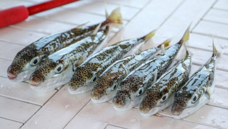 Geçen yıl 189 bin 520 balon balığı yakaladı