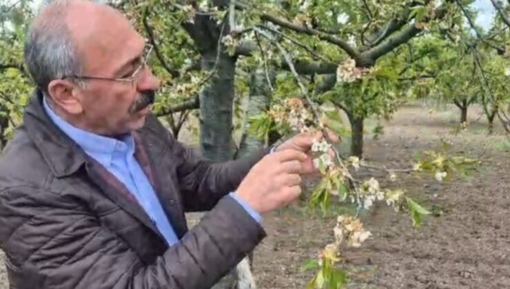 İznik Ovası’nda don felaketi: Çiftçimizin selası verildi, zarar 1 milyarın üzerinde!