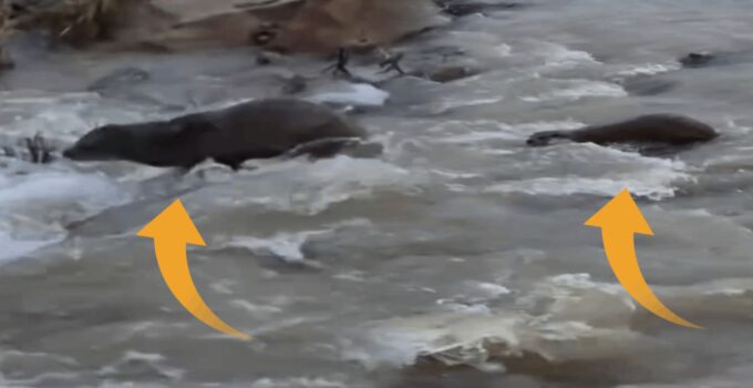 Kızılırmak’ta su samuru ortaya çıktı