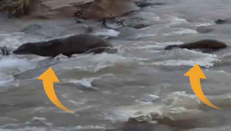 Kızılırmak’ta su samuru ortaya çıktı