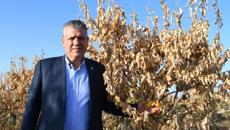 Limon ihracatı yasaklandı, CHP’li isim tepki gösterdi: ‘Çiftçinin ölüm fermanıdır’
