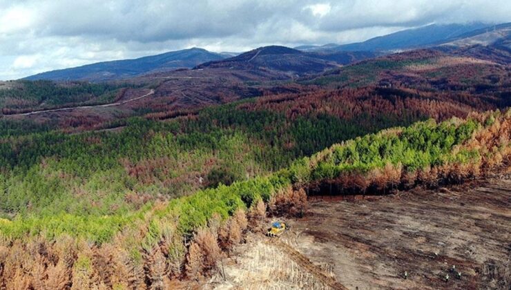 Muğla’da bazı ormanlık alanlara giriş yasaklandı