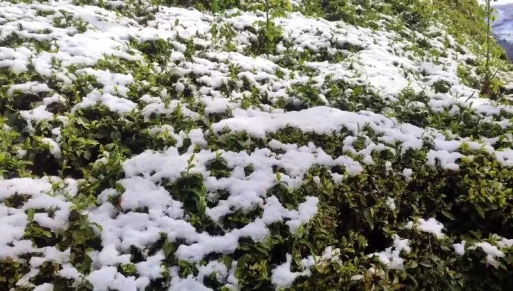 Rize’de kar yağışı çay tarımını vurdu