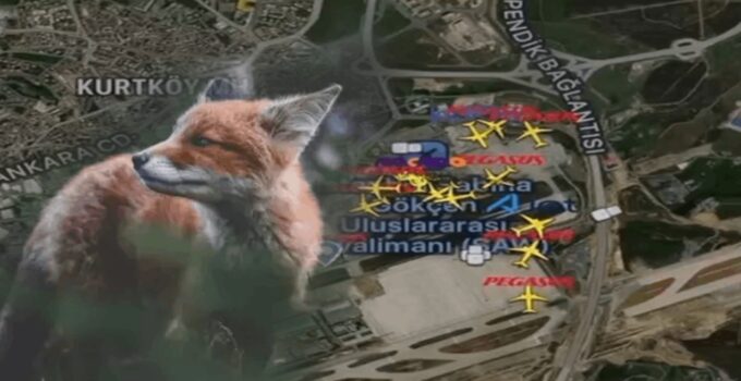 Sabiha Gökçen Havalimanı’nda ’tilki’ paniği