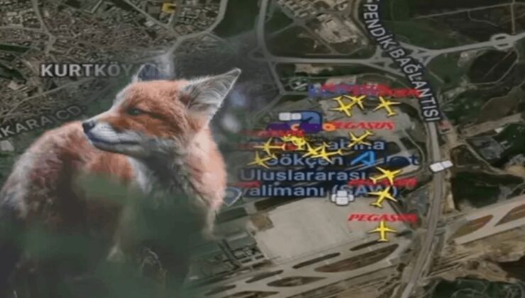 Sabiha Gökçen Havalimanı’nda ’tilki’ paniği