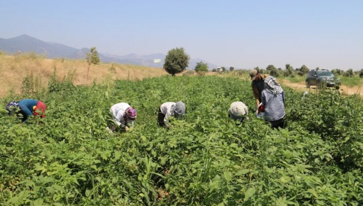 Tarlaya giren hüngür hüngür ağlamaya başladı