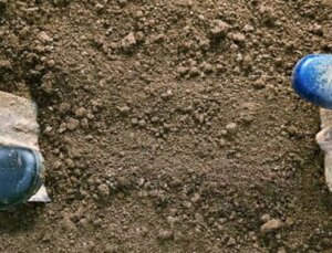 Toprağın derinliklerinde yeni yaşam formları keşfedildi