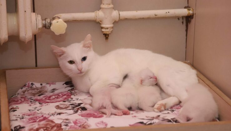 Van Ked Villa’sında yılın ilk yavruları dünyaya geldi