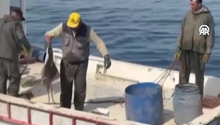 320 ahtapot tuzağına el konuldu