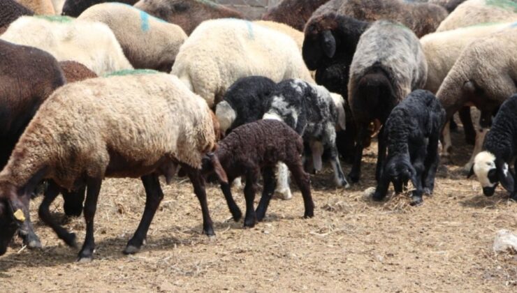 77 hayvanı zehirleyerek öldürdüler!