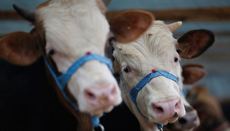 Kurban bayramı öncesi hilecilere operasyon