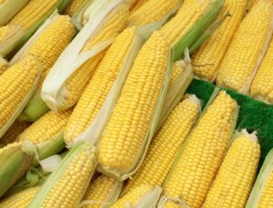 Mısır ithalatında 1 milyon tonluk tarife kontenjanı açıldı