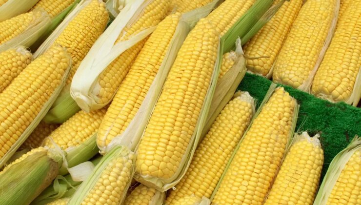 Mısır ithalatında 1 milyon tonluk tarife kontenjanı açıldı