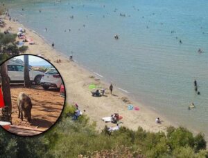 Tatilci kadına kötü sürpriz! Çantasını yaban domuzu kaçırdı