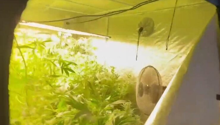 Villada kurduğu serada Hint keneviri yetiştirirken yakalandı