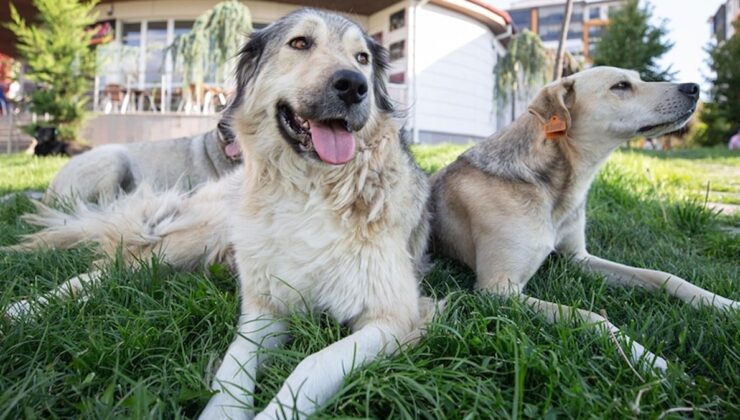 5 hayvanları koruma derneğinden 10 kişi tutuklandı