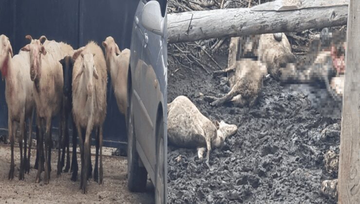 Ağıl’da dehşet, gizlice girip sürüye saldırdı; 25 koyun öldü