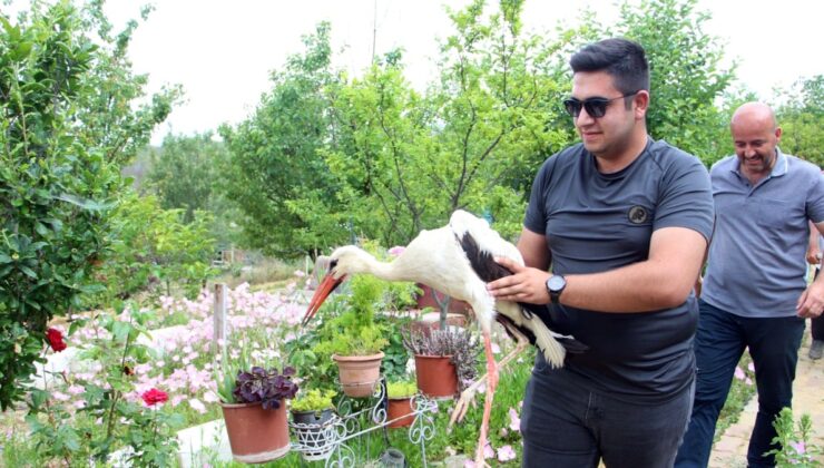 Bahçelerine düşen yaralı leyleğe sahip çıkıp, balıkla beslediler
