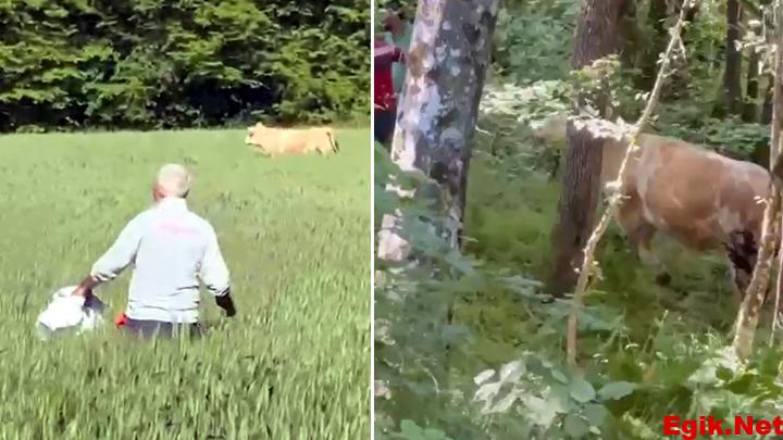 Bolu’da kaçan kurbanlık boğa ormanda yakalandı
