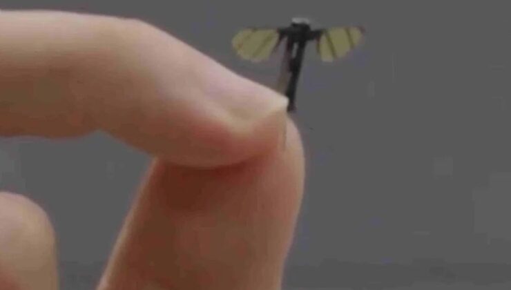 Bu bir sivrisinek değil: Beş kuruştan küçük ama dünyaya kafa tutuyor