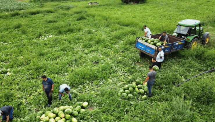 Çiftçiler isyan etti, tarlada kilosu 25 liradan 7 liraya kadar düştü