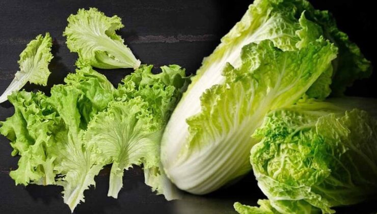 Hamile kadınlara hastalık bulaştıran parazit tehlikesi: ‘Yemeğe hazır’ marul yapraklarında tespit edildi