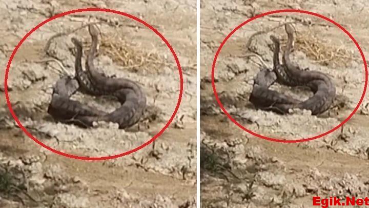 Hatay’da yılanların çiftleşme dansı kamerada