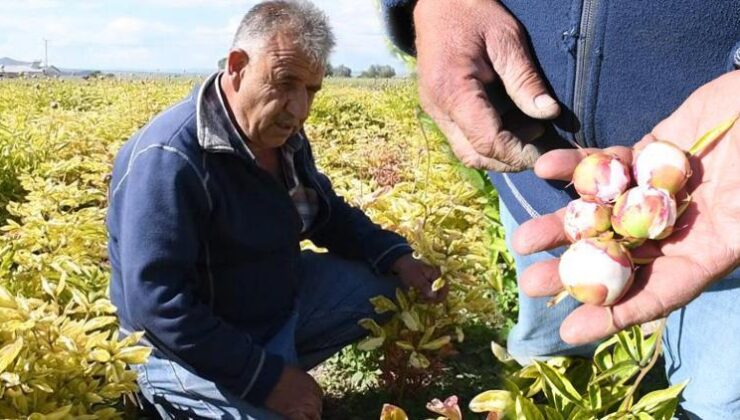 Hollanda’dan Yozgat’a getirdi! Bir gecede bütün emeği yok oldu