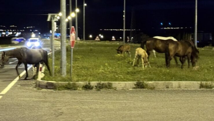 Kara yoluna inen atlar sürücüleri şoke etti! Taylarıyla uzaklaştılar