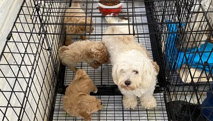 Kırklareli’nde 12 köpek kurtarıldı