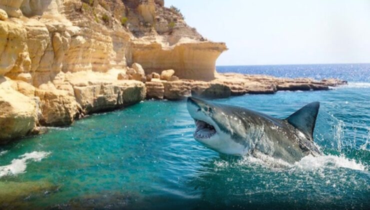 Mersin açıklarındaki köpek balıkları tatilcilerin kabusu oldu