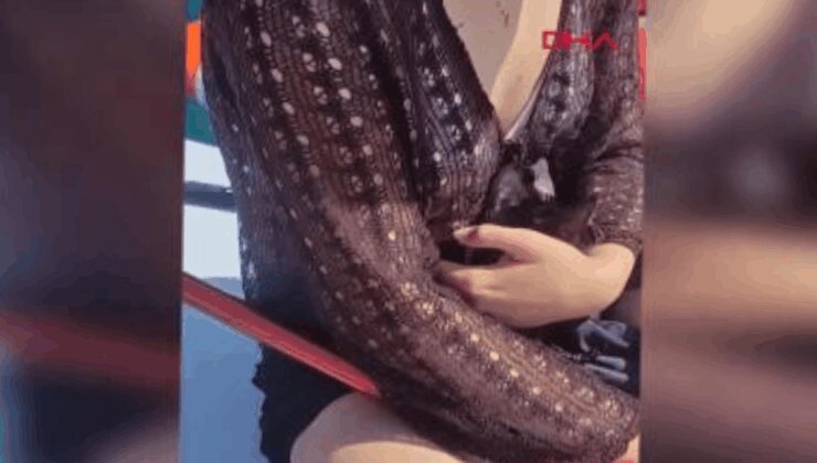 Sörf yaparken falezlerde mahsur kalan kediyi kurtardılar