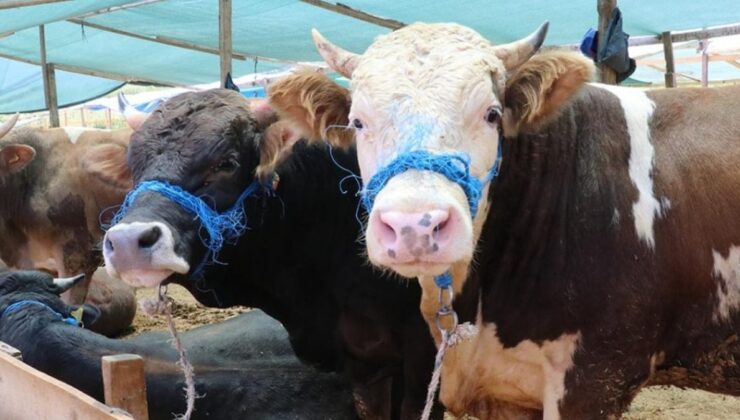 Vatandaşın bütçesi yetmedi kurbanlıklar Et ve Süt Kurumu’na kaldı