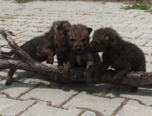 Yaylada bitkin halde bulundular! ‘Tehlikeli olabilir’