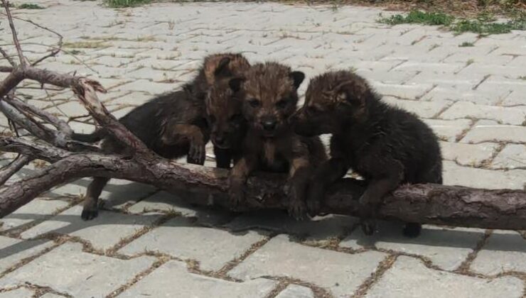 Yaylada bitkin halde bulundular! ‘Tehlikeli olabilir’