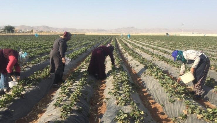 Yılın ilk hasadı bereketle başladı: Kilosu 200 liradan kapış kapış gidiyor