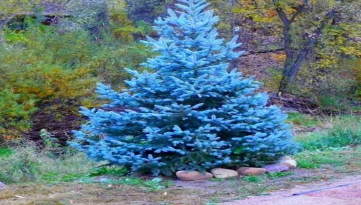 AKP’li başkan mavi ladine 2.6 milyon ödeyecek