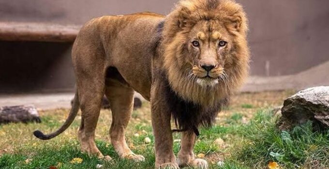 Antalya’da ‘aslan’ alarmı: Çiftçiyi ısırdı, her yerde aranıyor