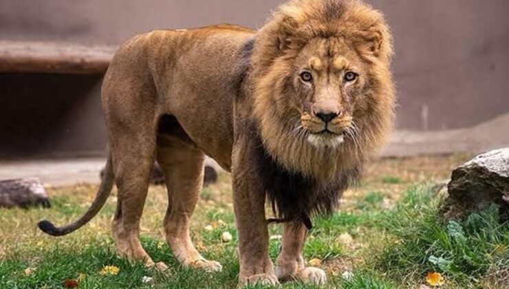 Antalya’da ‘aslan’ alarmı: Çiftçiyi ısırdı, her yerde aranıyor