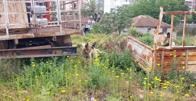 Aracıyla hayvana vurup kaçmanın cezası 10 bin 385 TL