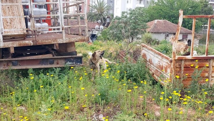 Aracıyla hayvana vurup kaçmanın cezası 10 bin 385 TL